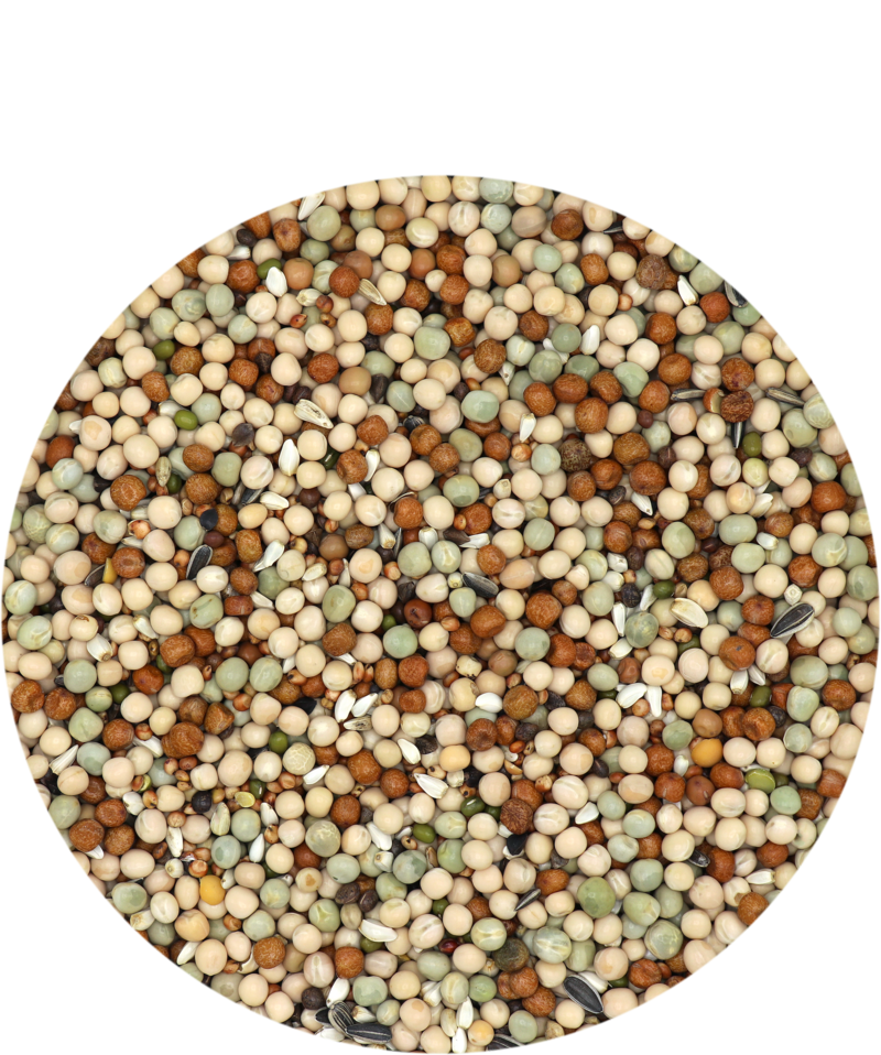 Versele-Laga Gra-Mix Pigeons Basic 5 kg standardní směs