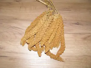 LECODE H.K. INTLĹ Senegalské proso klasy červené 250 g