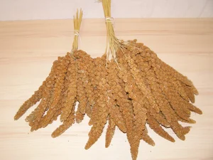 LECODE H.K. INTLĹ Senegalské proso klasy červené 2 kg