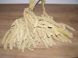 LECODE H.K. INTLĹ Senegalské proso klasy žluté 5 kg