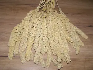 LECODE H.K. INTLĹ Senegalské proso klasy žluté 500 g