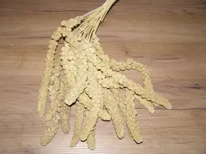 LECODE H.K. INTLĹ Senegalské proso klasy žluté 250 g