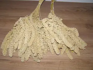 LECODE H.K. INTLĹ Senegalské proso klasy žluté 2 kg