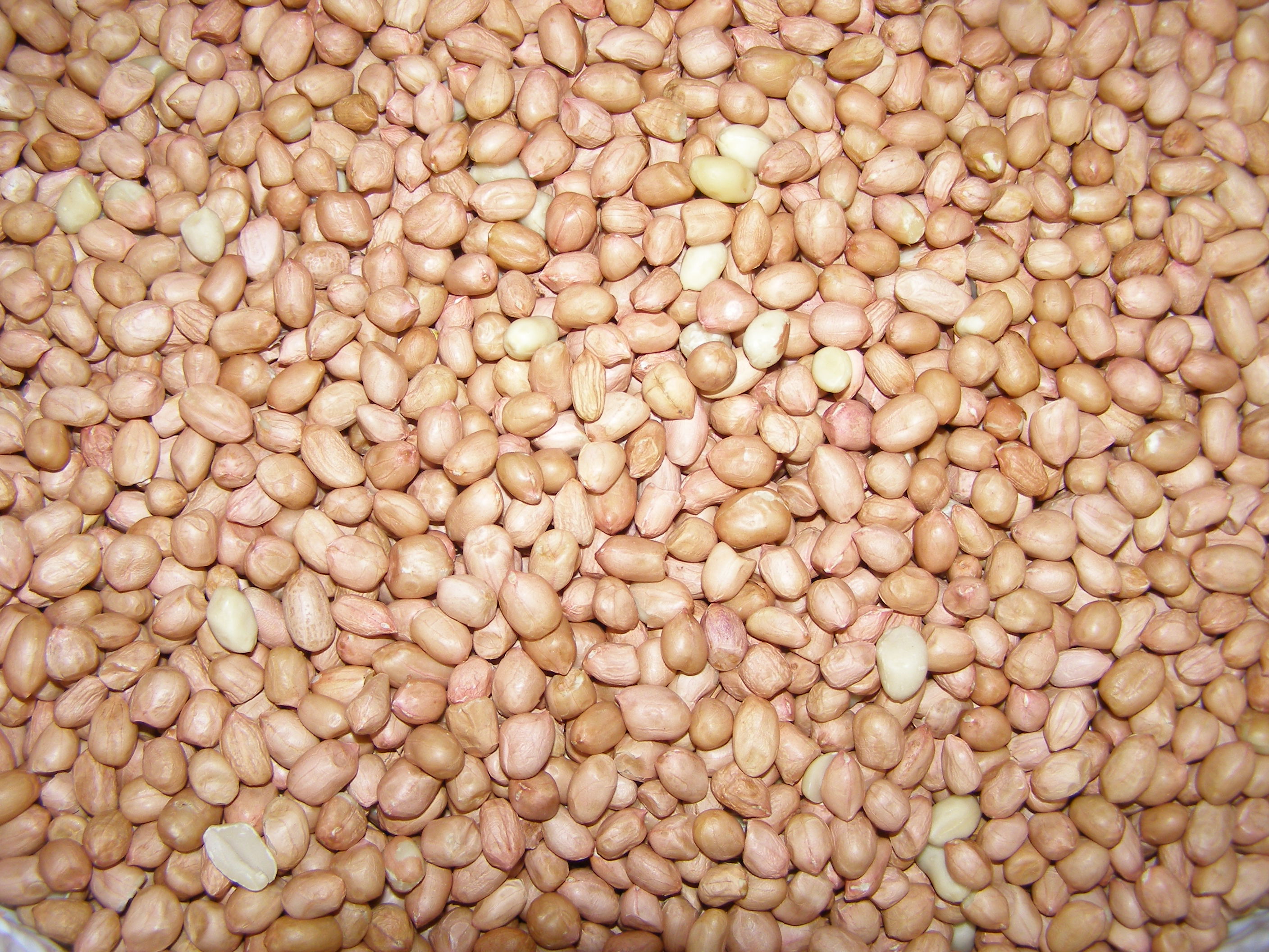 Henan Arašídy loupané ve slupce 1 kg