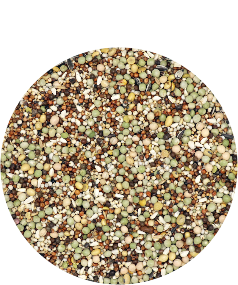 Versele-Laga Standard Kings Pearls 5 kg standardní základní směs výstavních holubů