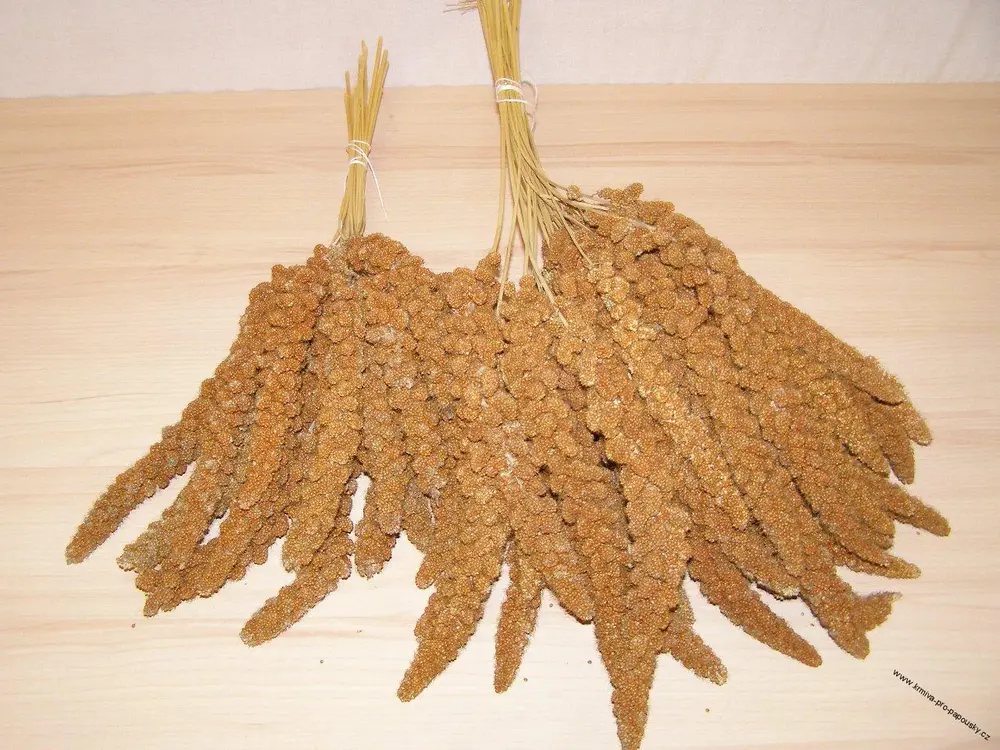 LECODE H.K. INTLĹ Senegalské proso klasy červené 5 kg